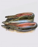 Anguilla Filetto con pelle congelato - cartone 5 Kg con pezzi da 300-400g - allevamento Italia - Fish and Frog