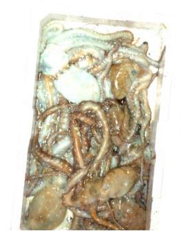 Polpessa o Polpo macchiato fresco Italia - mar Tirreno - 1Kg - Toscana Molluschi Firenze