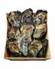 OSTRICA FRANCIA fresco 7-8 pezzi - confezione 1Kg - origine Francia - Pescheria Frutti di Mare MARINSIEME